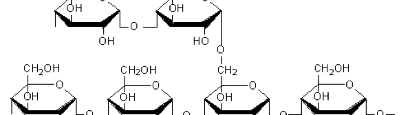 Fig. 11(b): Structure of amylopectin