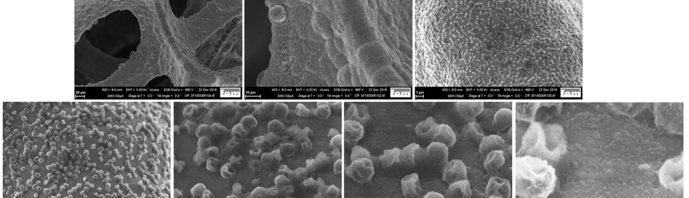Fig. 2: SEM images of electrodeposited Li on Ni foam at 0.1 mAcm-2 for 10 min